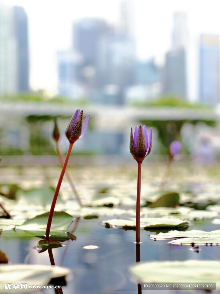 水中绽放的娇艳紫色睡莲