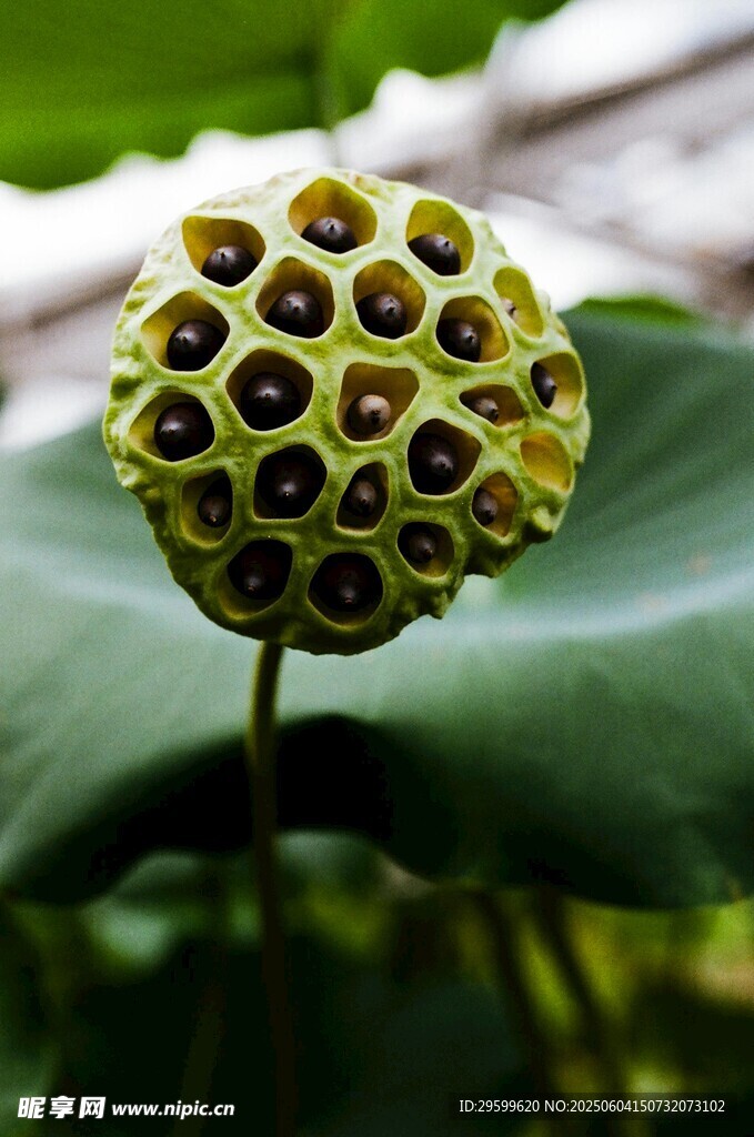 莲蓬特写 