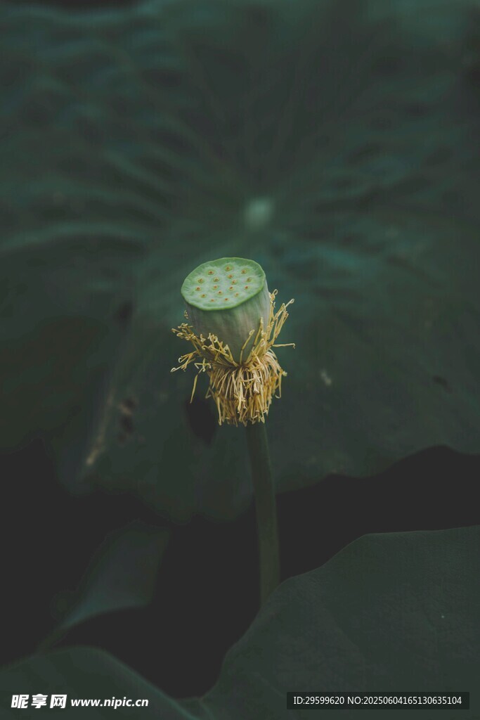 水中枯萎的荷花