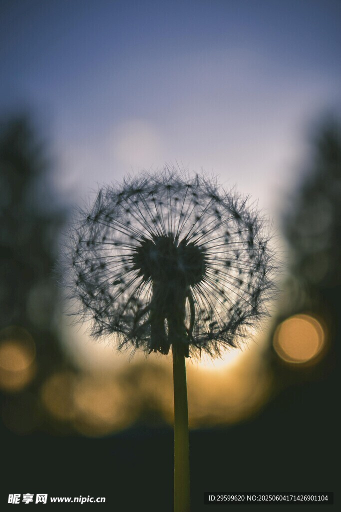 夕阳下的蒲公英