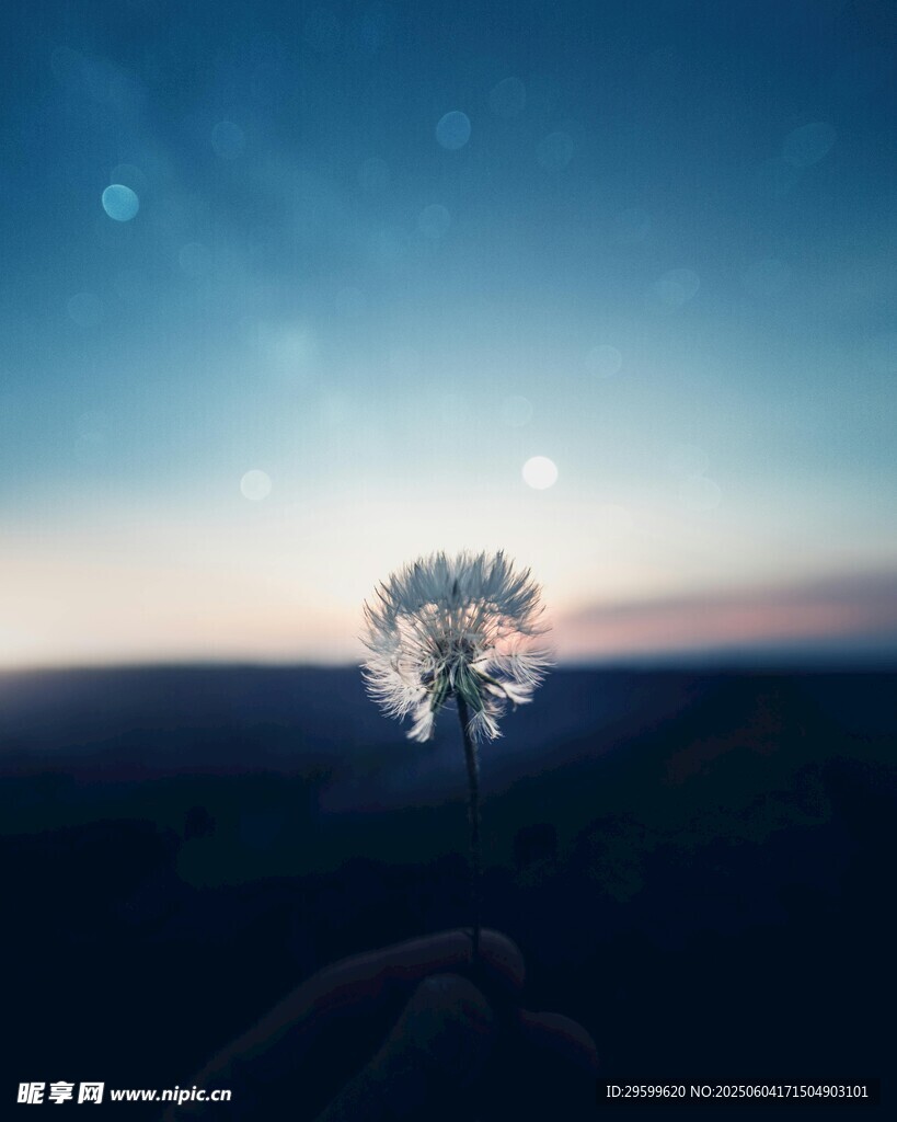 蒲公英