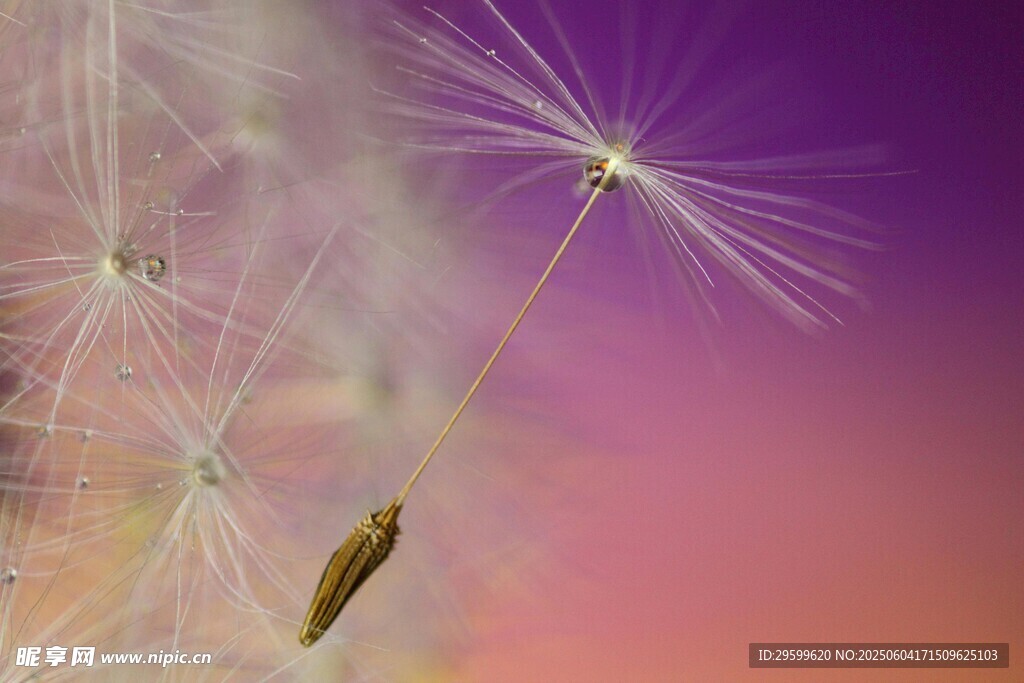 梦幻蒲公英种子轻盈飞舞
