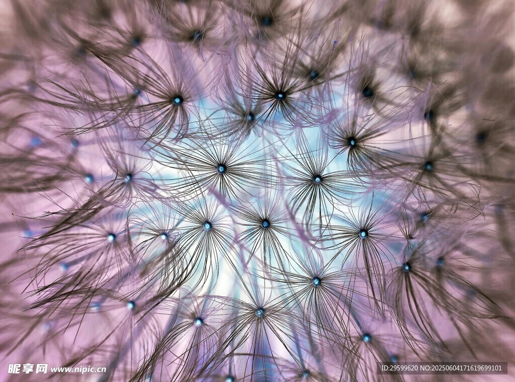 梦幻紫色蒲公英抽象图案