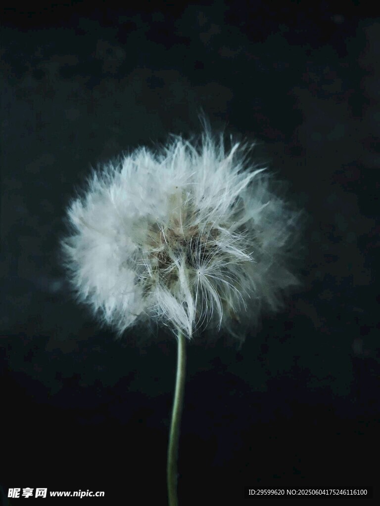  蒲公英 