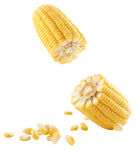 新鲜玉米棒 玉米粒散落