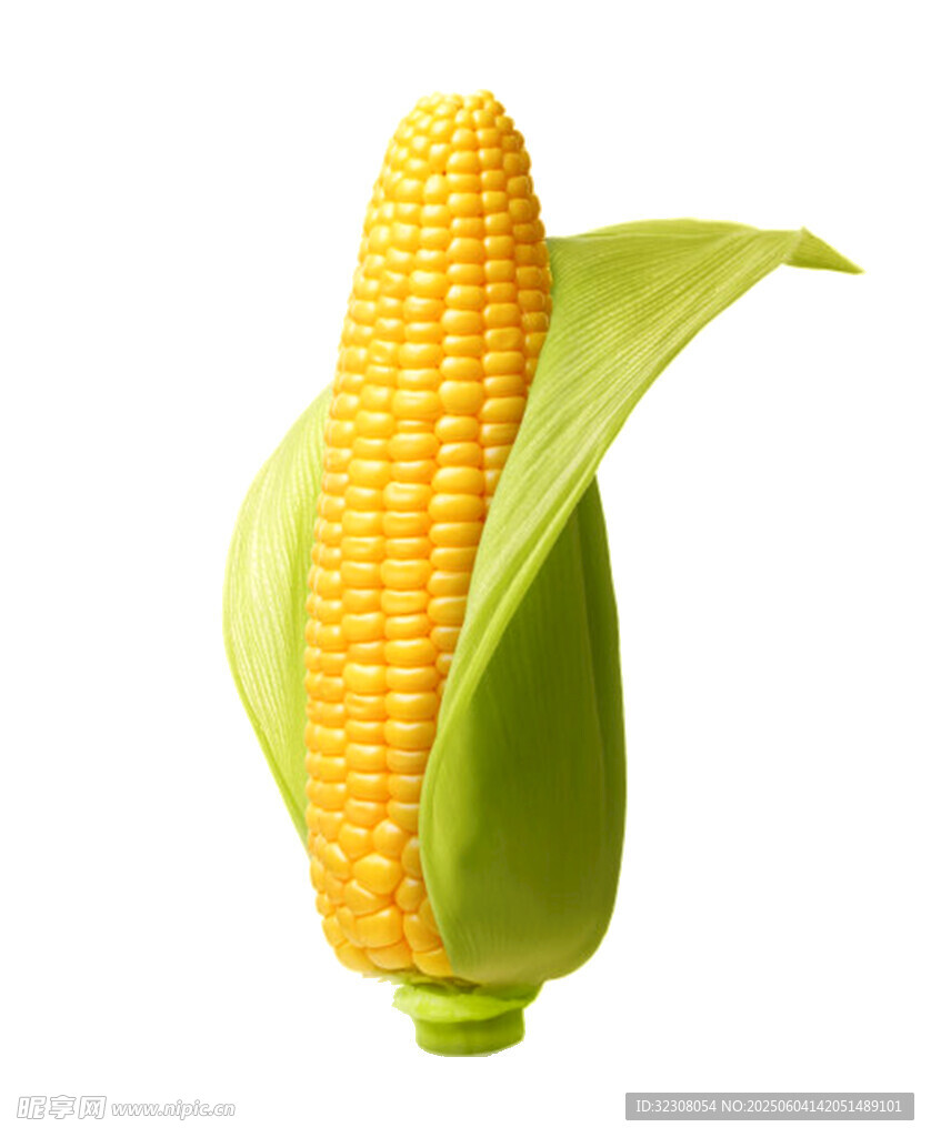 新鲜玉米棒 饱满诱人