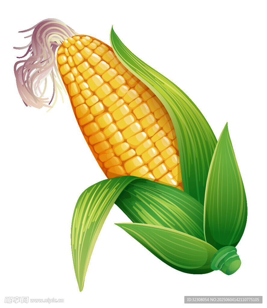 新鲜玉米棒 翠绿叶片包裹