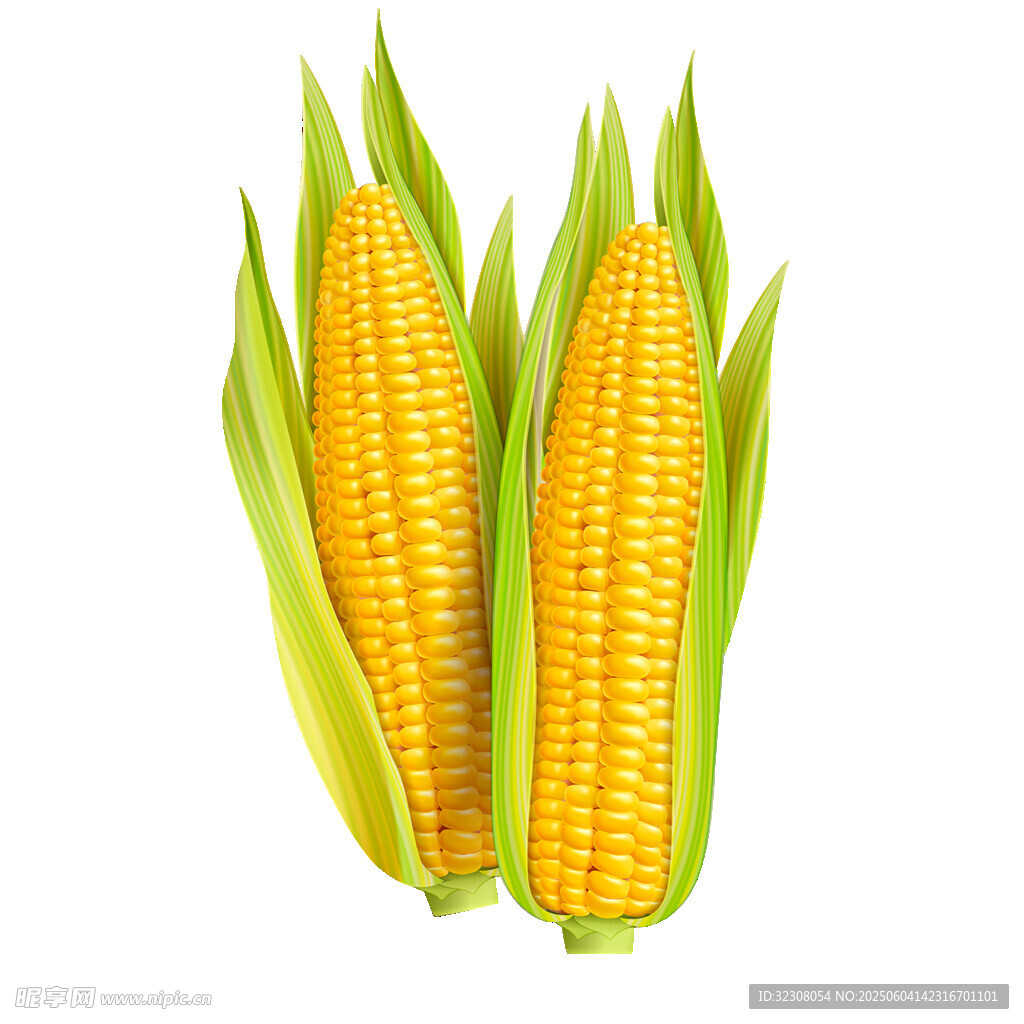 新鲜玉米棒 饱满诱人