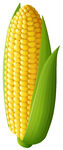 新鲜玉米棒