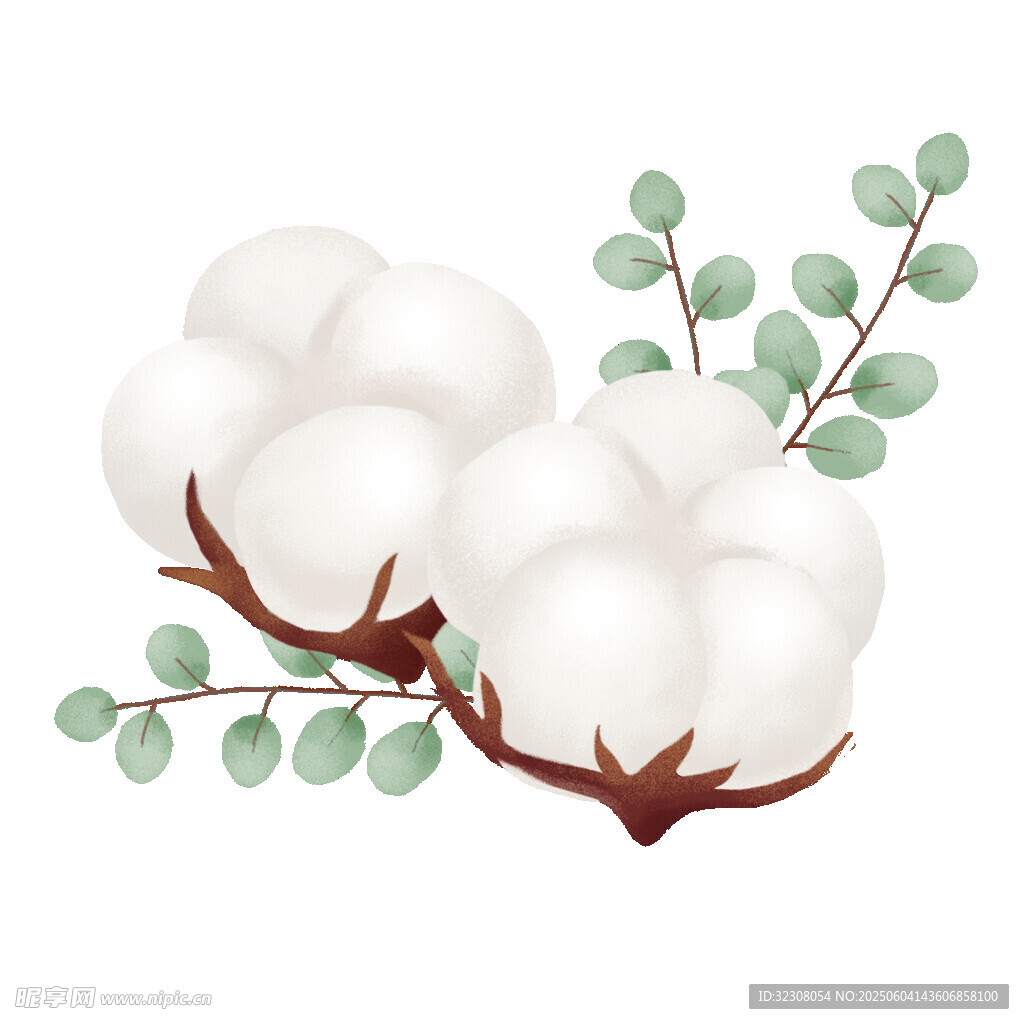 两朵棉花与绿叶插画