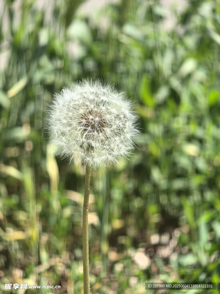 蒲公英