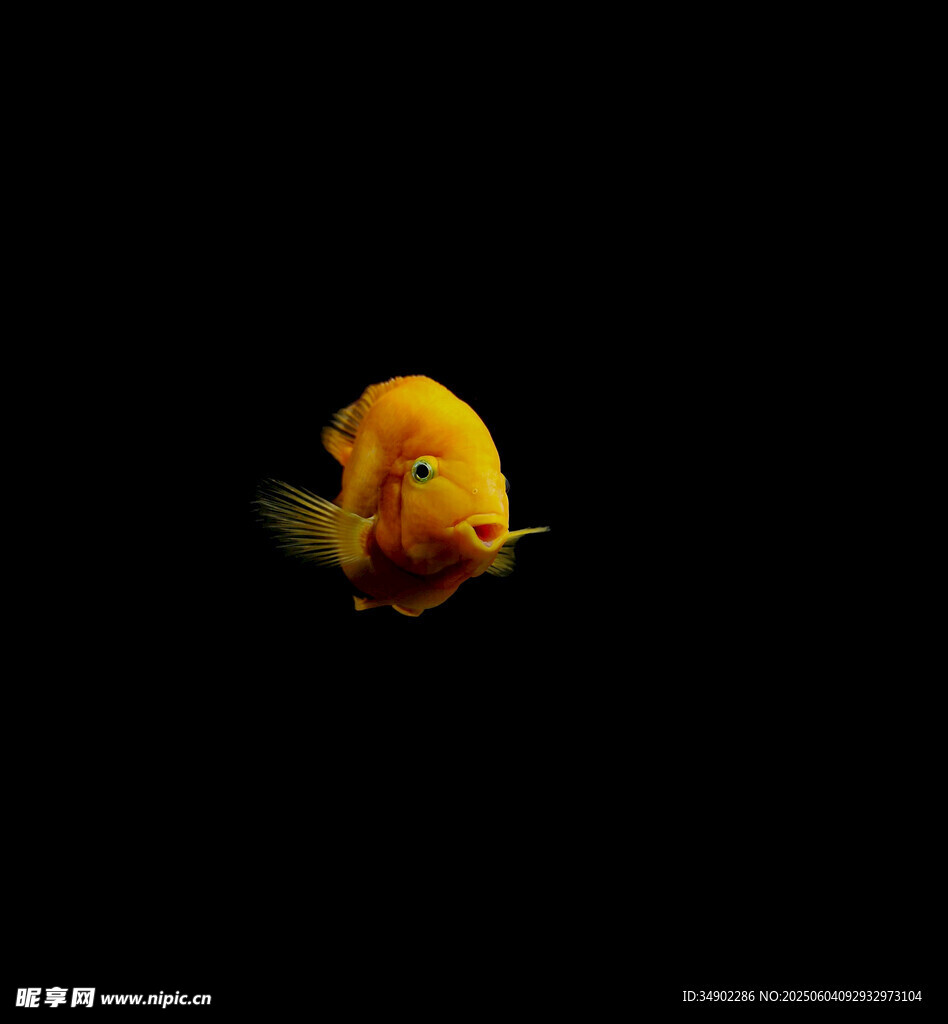 黑色背景中的黄色小鱼