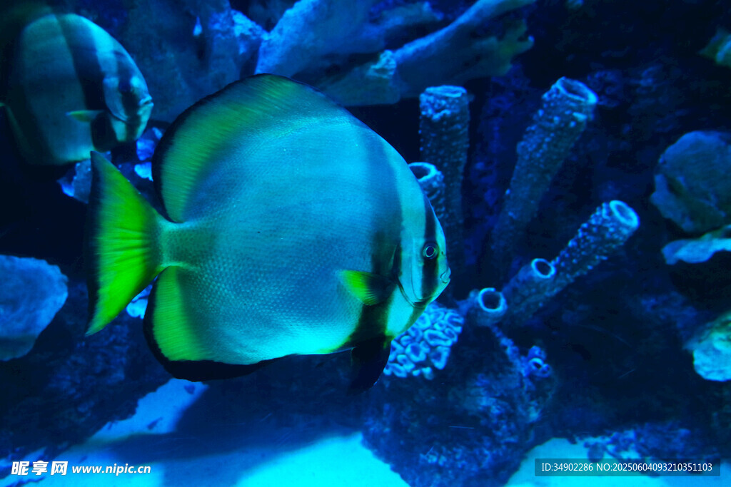 水族馆中的美丽热带鱼