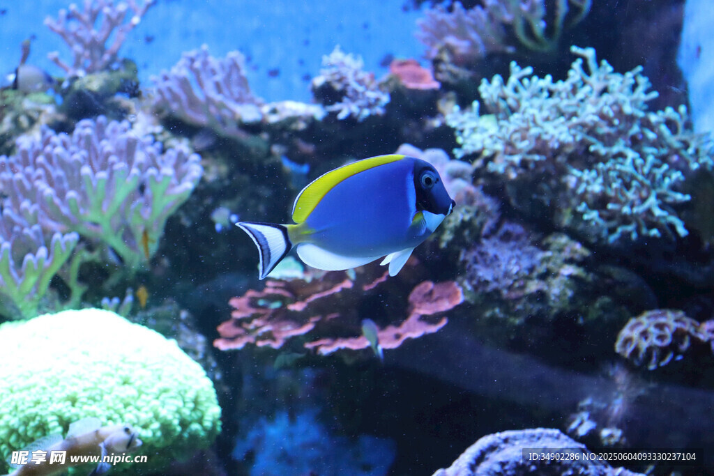 水族馆中的美丽热带鱼