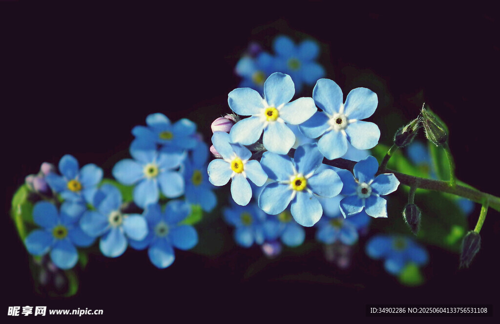 蓝色勿忘我花朵特写