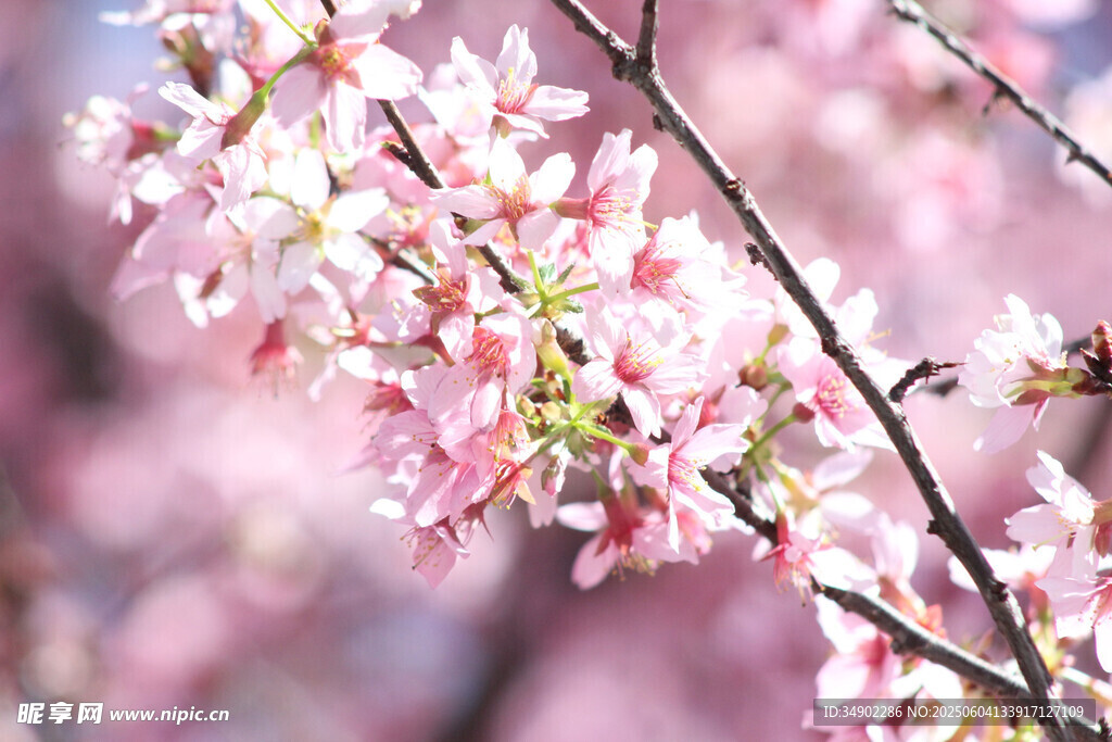 烂漫樱花枝头绽放