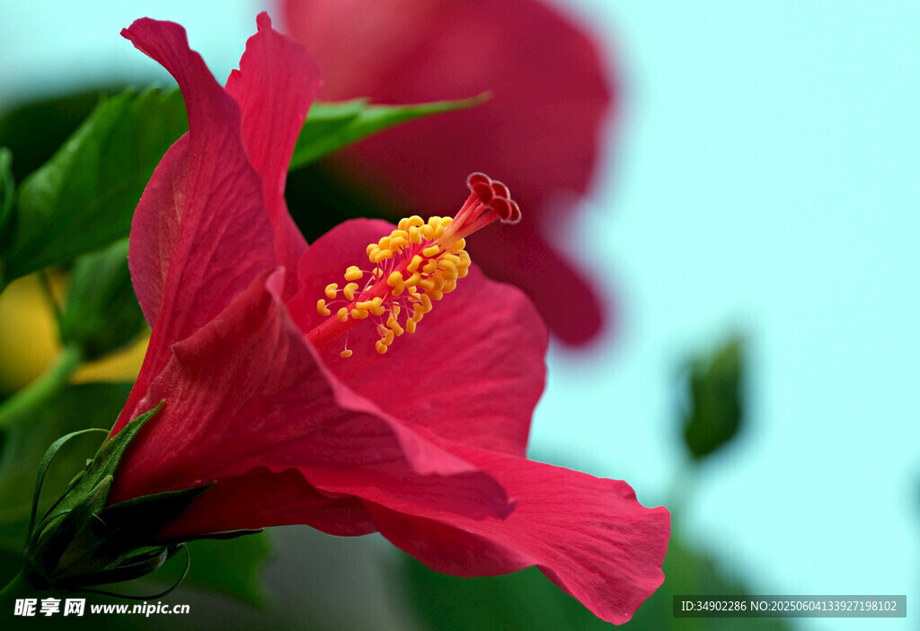娇艳红扶桑花特写