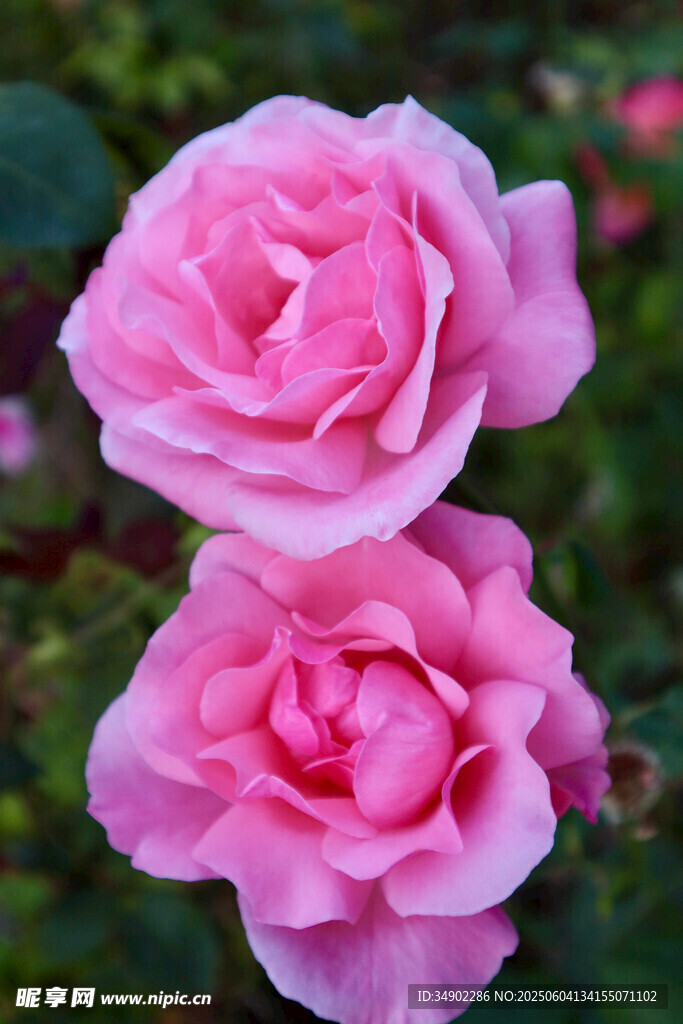 两朵娇艳的粉色月季花