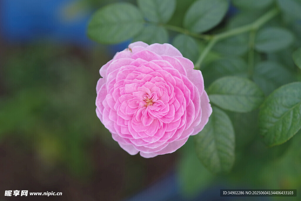 粉色娇艳月季花