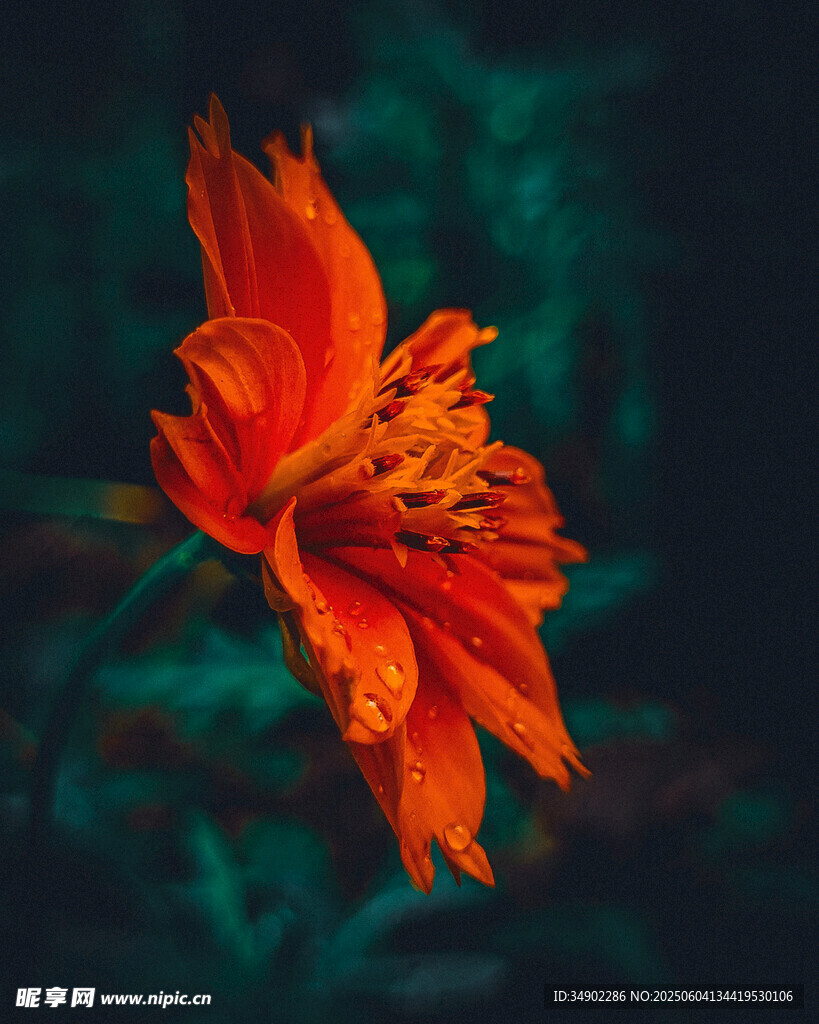 艳丽橙花绽放