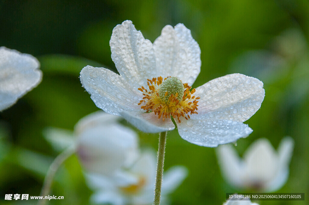 清新银莲花绽放瞬间