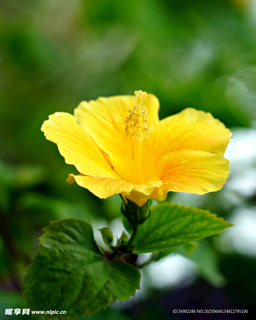 黄色木槿花特写