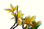 黄色鸡蛋花绽放枝头