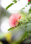 粉色绒花绽放枝头
