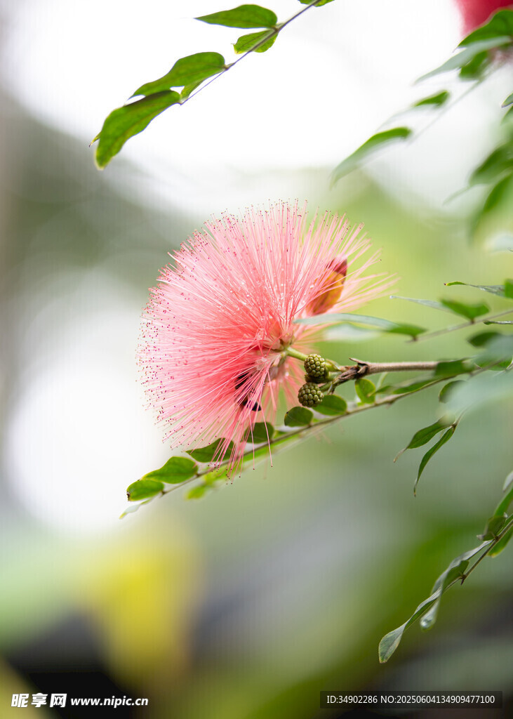 粉色绒花绽放枝头