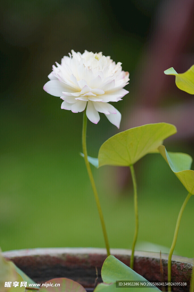 盆栽白莲花清新绽放