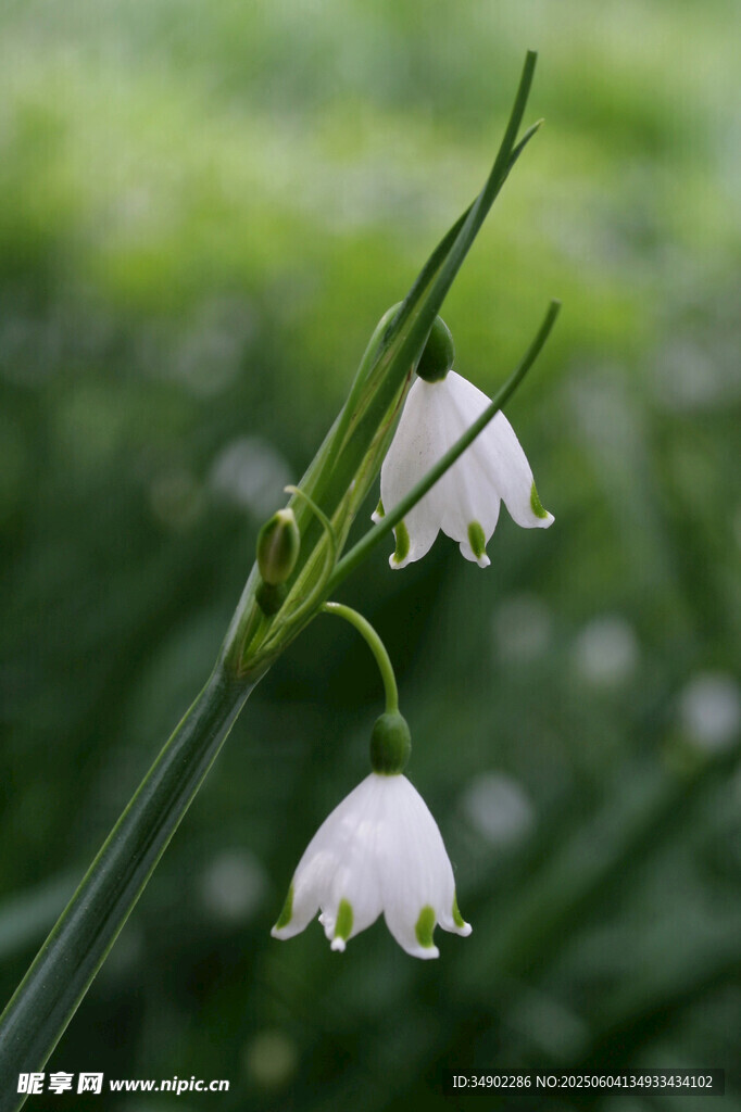 铃兰花特写