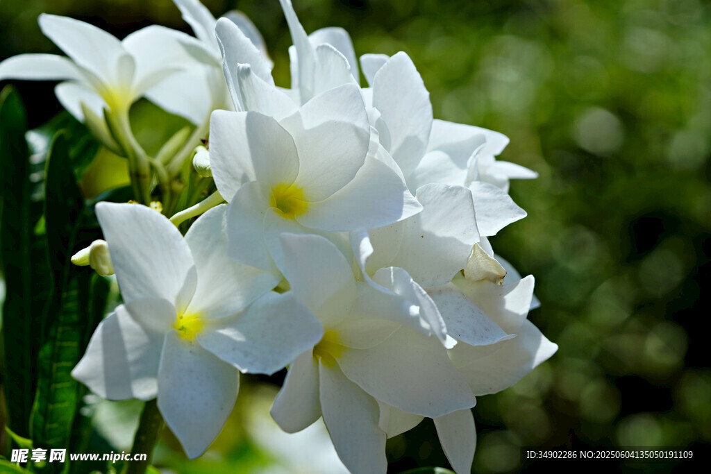洁白花朵绽放绿意间