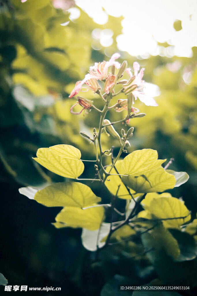 阳光下绽放的娇艳花朵