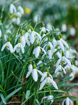 雪滴花绽放于葱郁绿草间