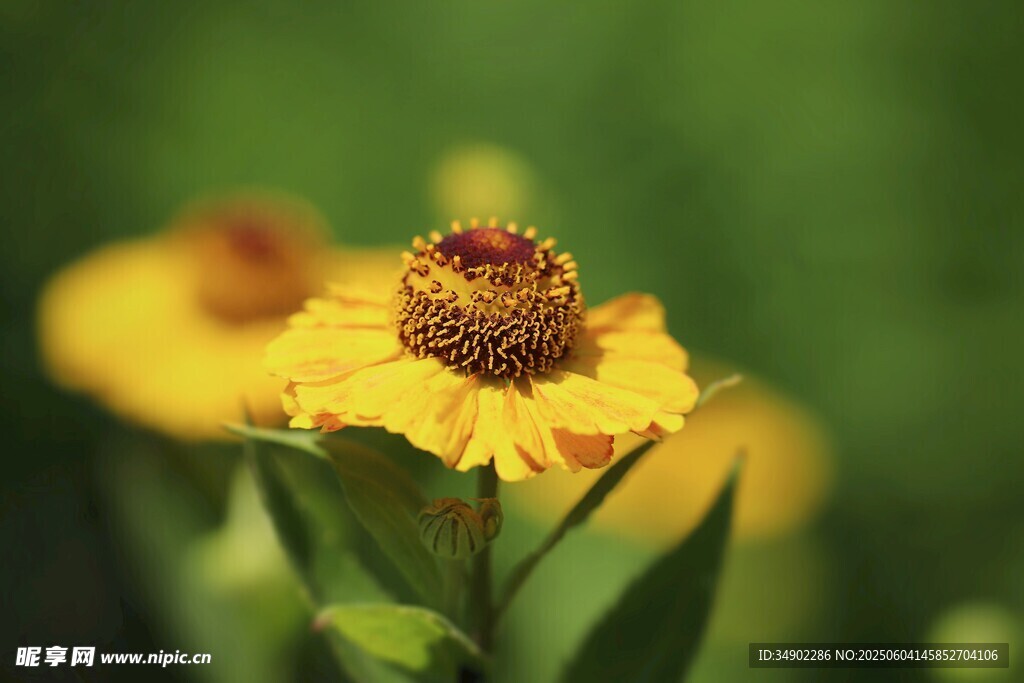 黄色小花特写