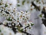 枝头绽放的洁白花朵
