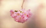 娇艳垂枝樱花特写
