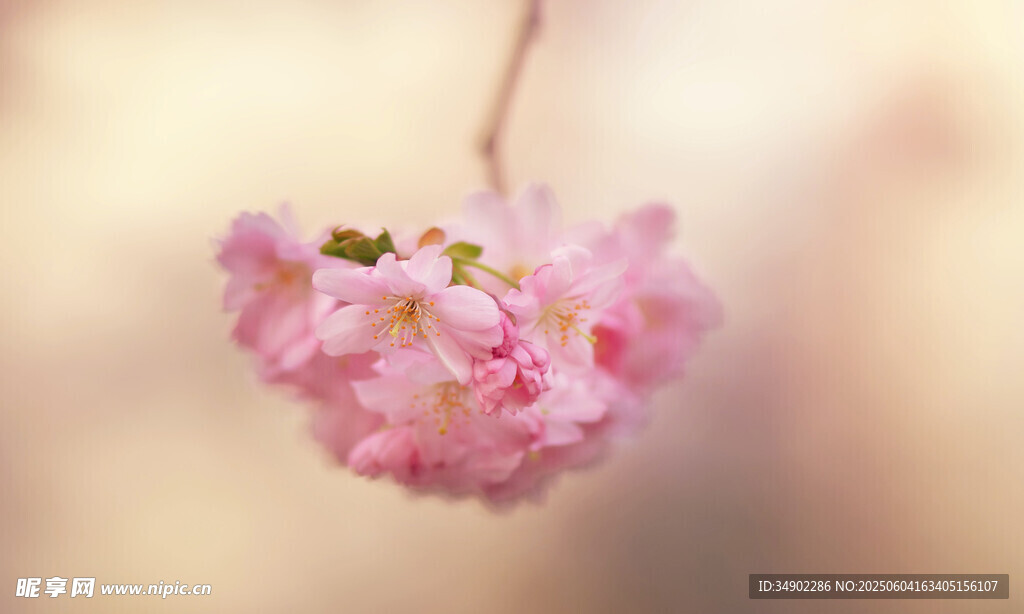 娇艳垂枝樱花特写
