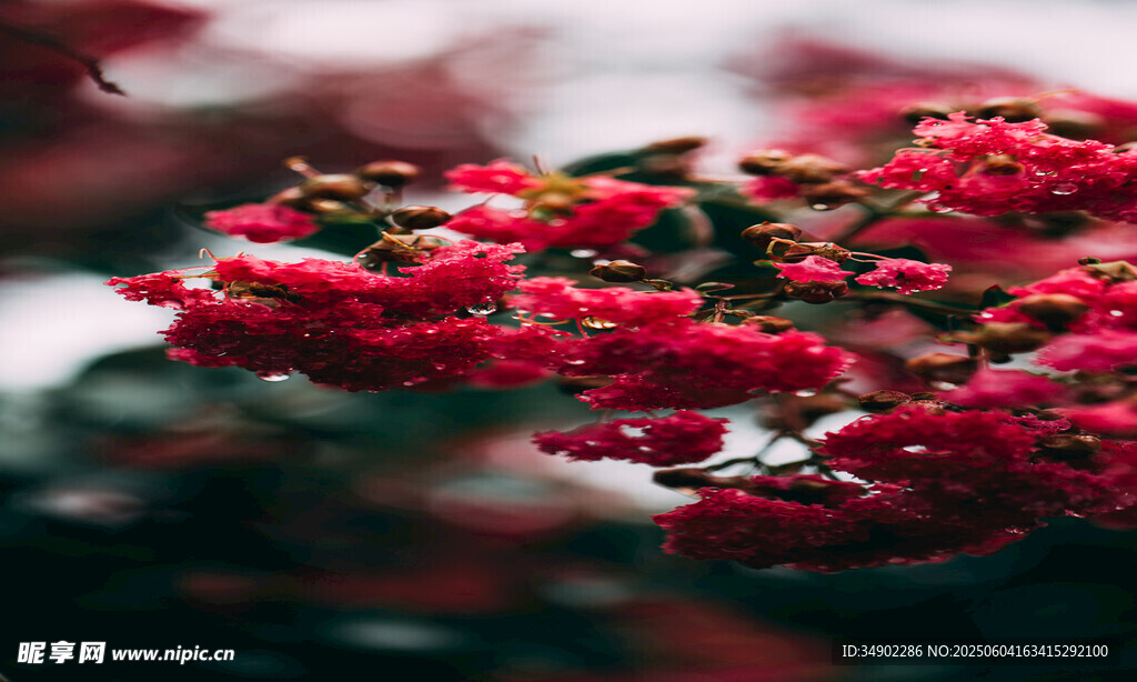 娇艳红花朵朵绽放