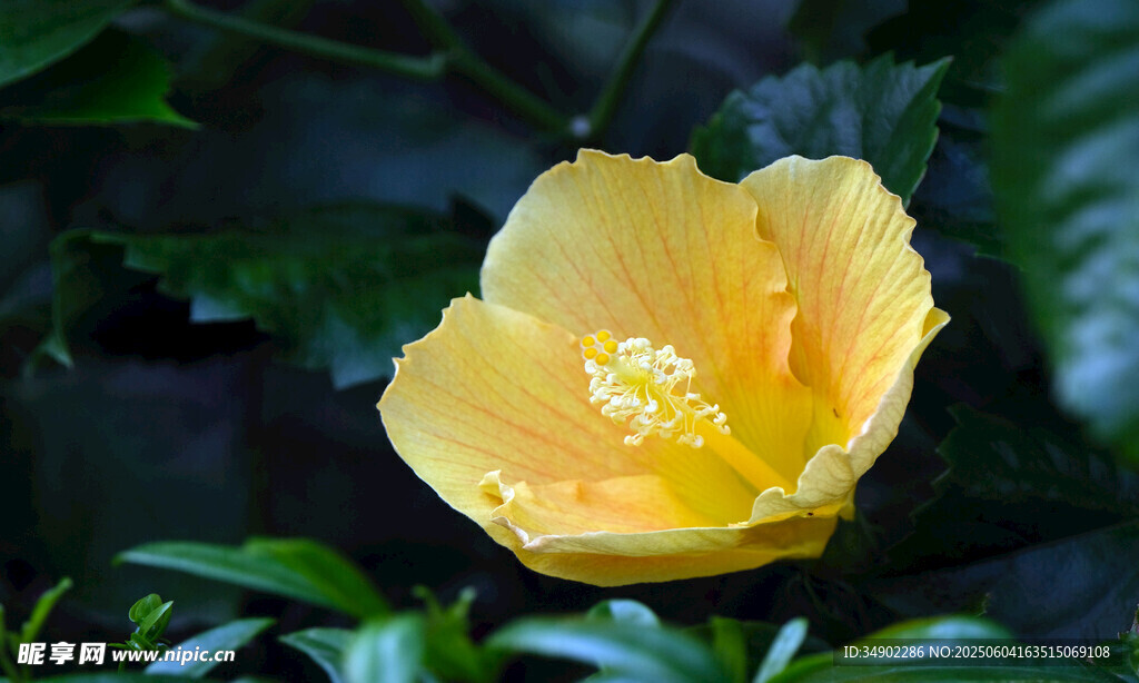 黄色木槿花特写