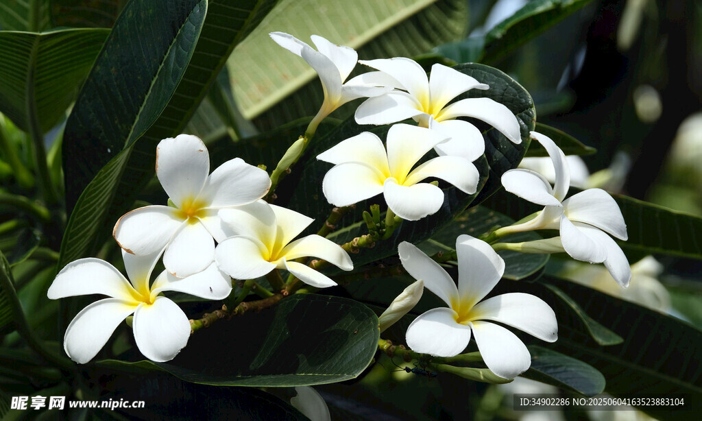 素雅白花花枝绽放