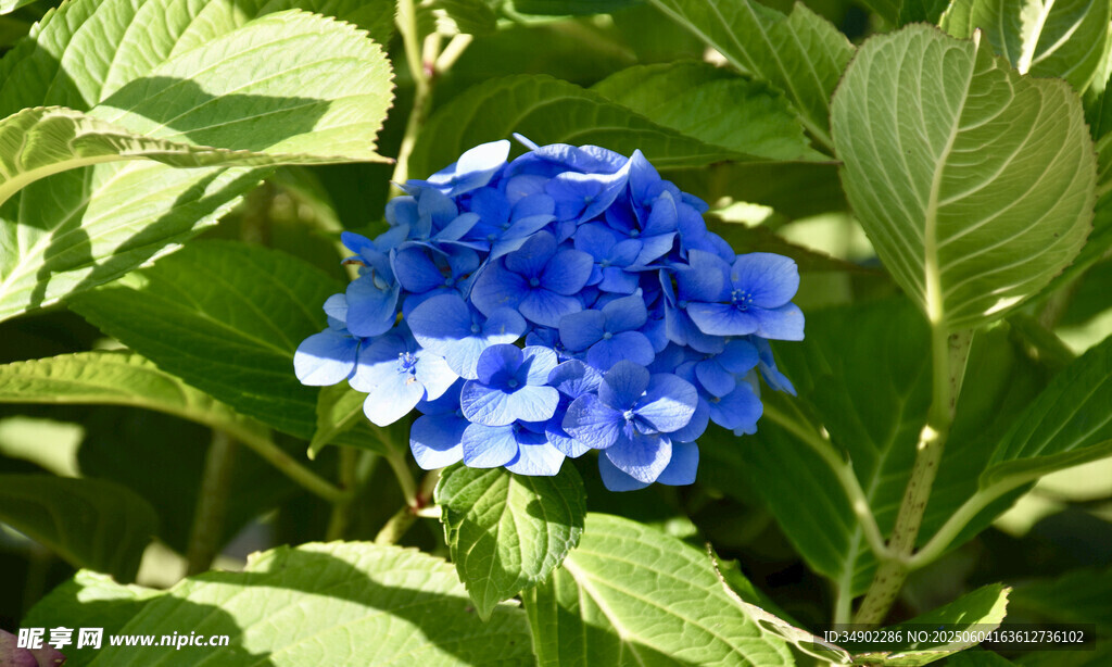 蓝色绣球花绽放绿叶间