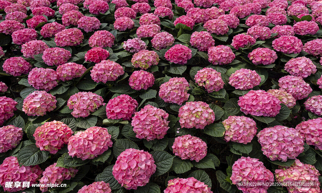粉色绣球花海绚烂绽放