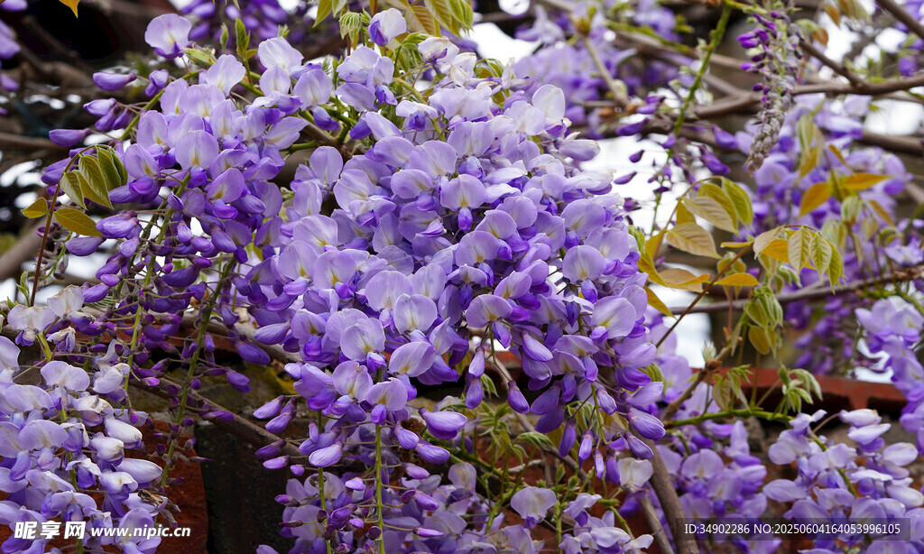 盛开的紫色繁花