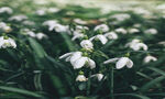 雪滴花绽放的清新景致