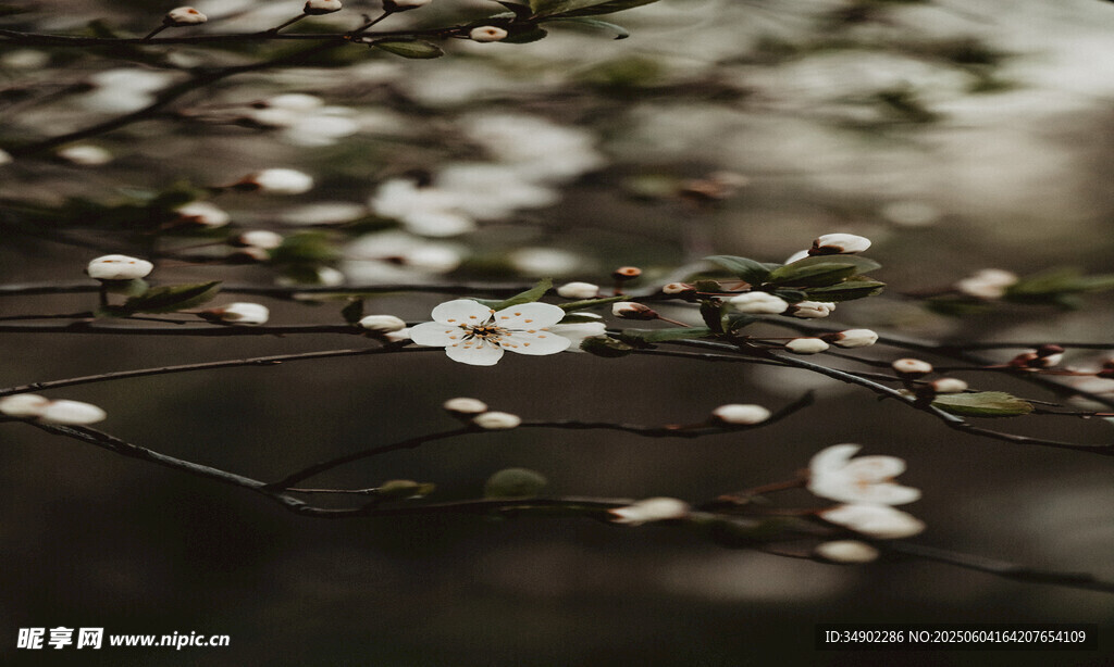 水面飘落的白色花瓣