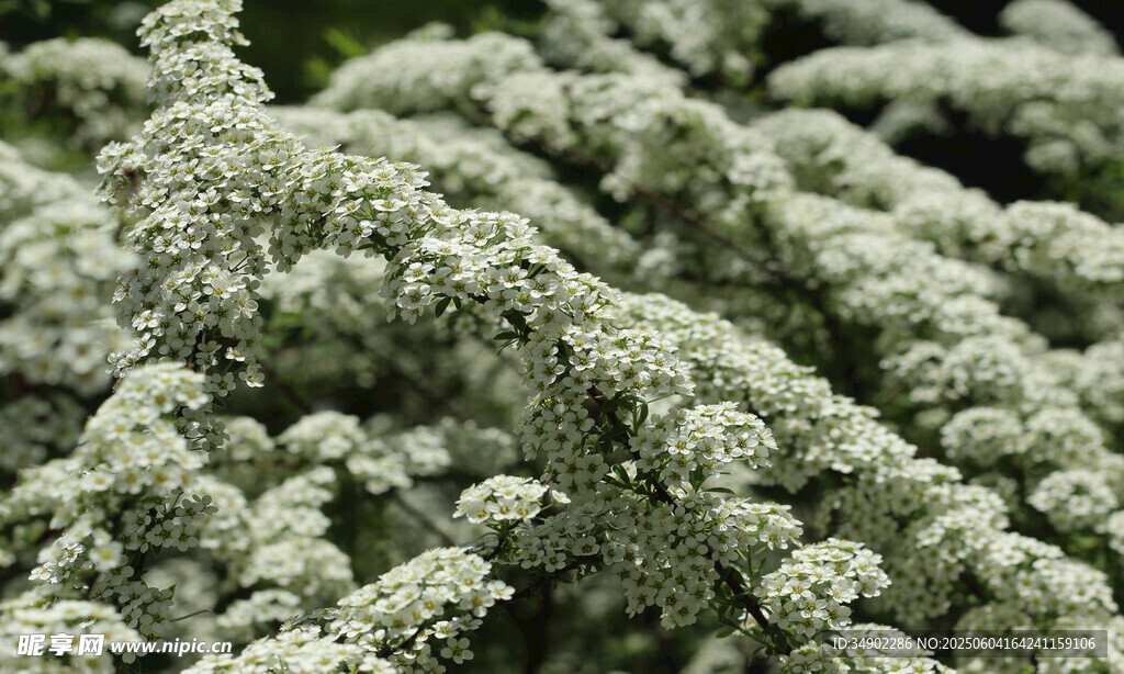 灰白绒毛植物特写