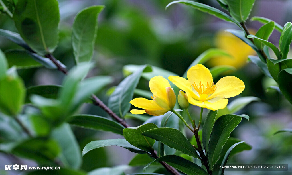 黄色小花绽放绿叶间