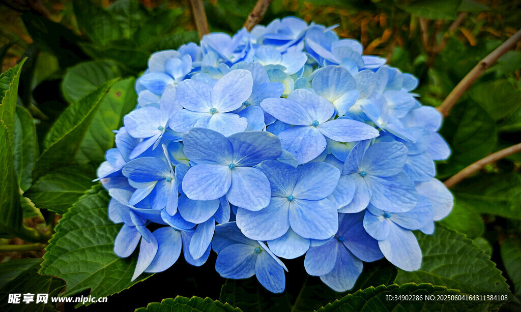 蓝色绣球花特写