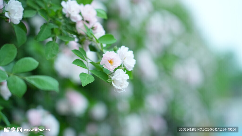 蔷薇花枝绽放美丽瞬间